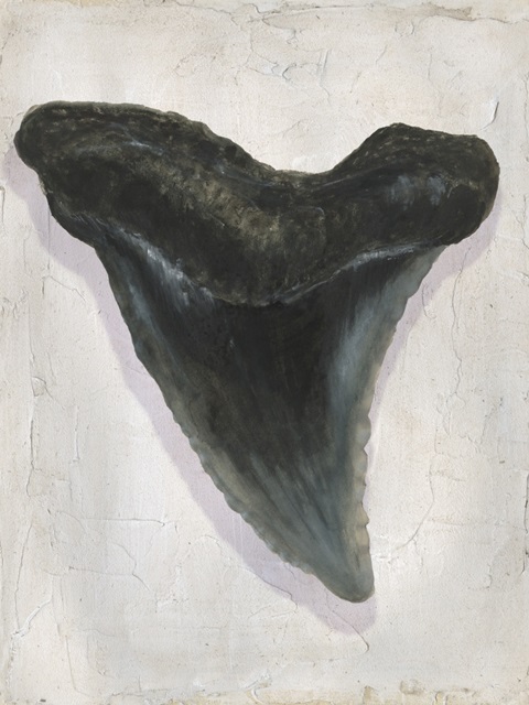 Watercolor Sharks Tooth I