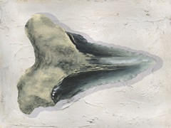Watercolor Sharks Tooth III