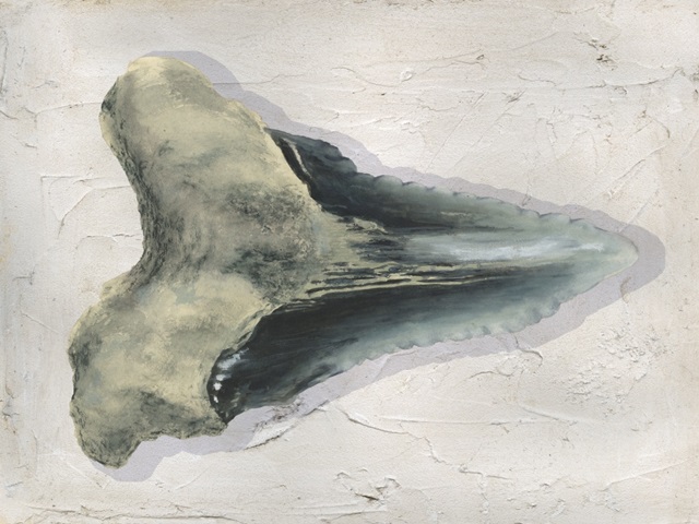 Watercolor Sharks Tooth III