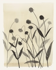 Summer Echinachea II