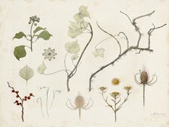 de Graag Nature Study I