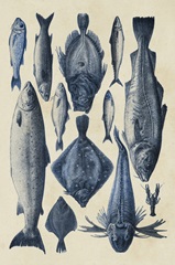 Blue Fish Chart I