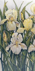 Blooming Irises I