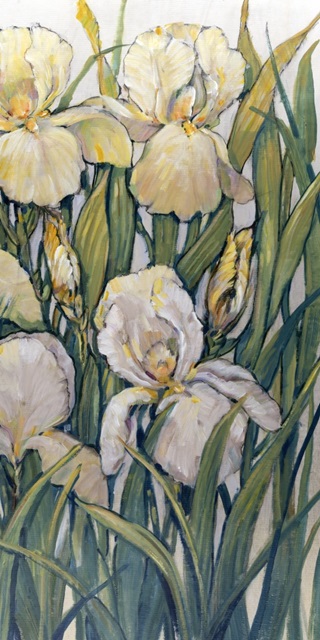 Blooming Irises II