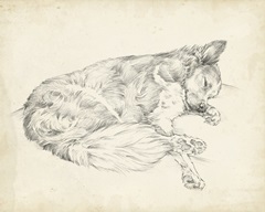 Antique Dog Sketch II