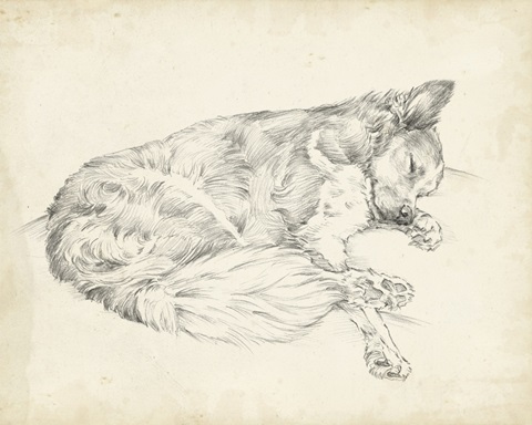 Antique Dog Sketch II