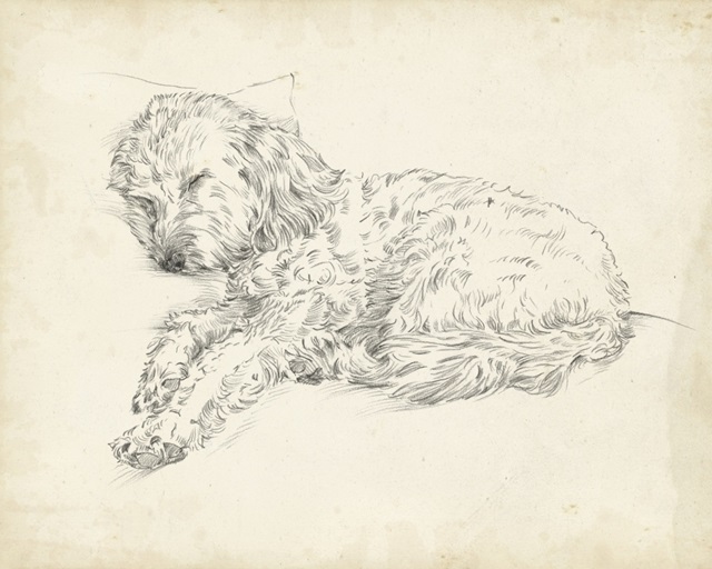 Antique Dog Sketch III