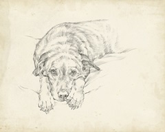 Antique Dog Sketch IV