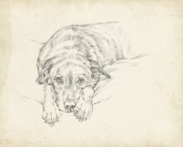 Antique Dog Sketch IV