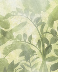 Beneath the Canopy II