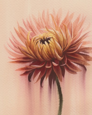 Sun-Drenched Mums II