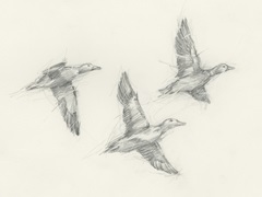Mallard Duck Sketch I