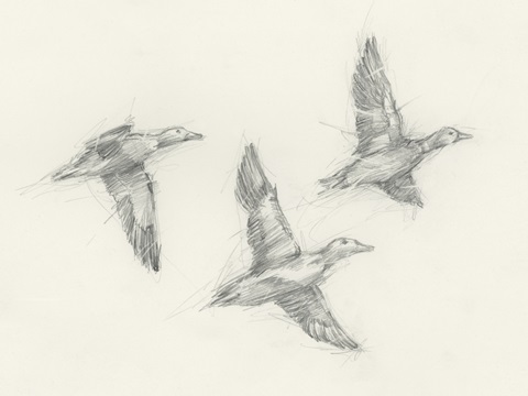 Mallard Duck Sketch I
