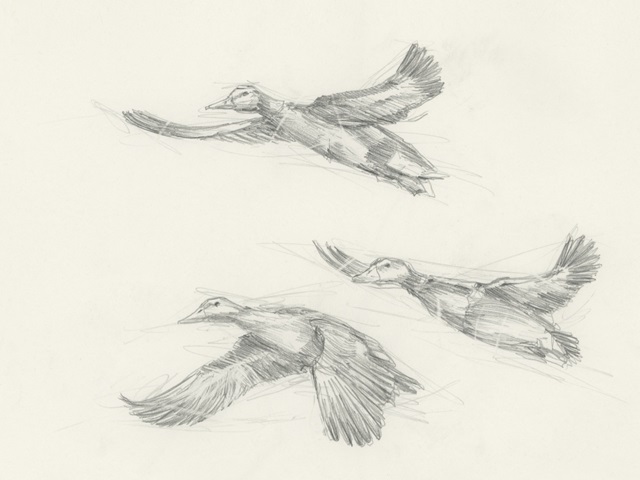 Mallard Duck Sketch II