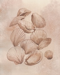 Saltwater Shell Study I