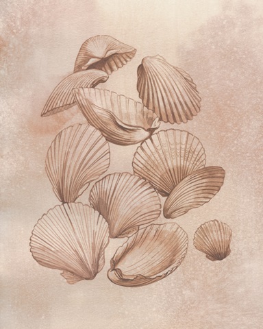 Saltwater Shell Study I