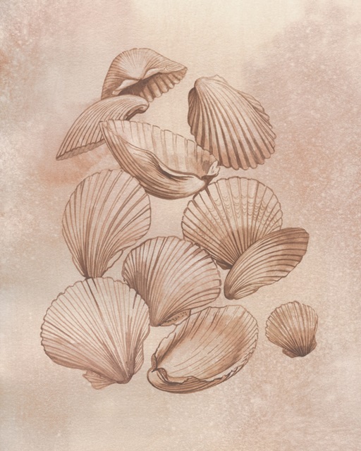 Saltwater Shell Study I