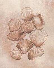 Saltwater Shell Study II