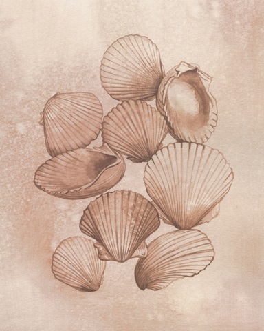 Saltwater Shell Study II