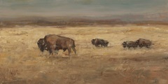 Bison Panorama I