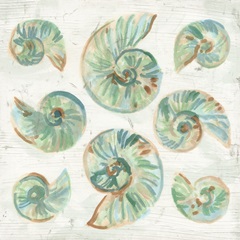 Saltwashed Shells IV