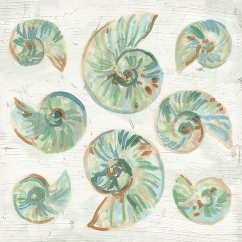 Saltwashed Shells IV