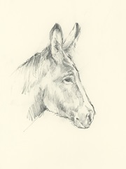 Donkey Study I