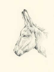 Donkey Study II