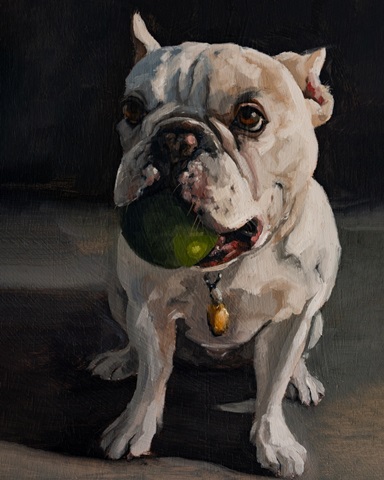 Pet Portrait Studies V