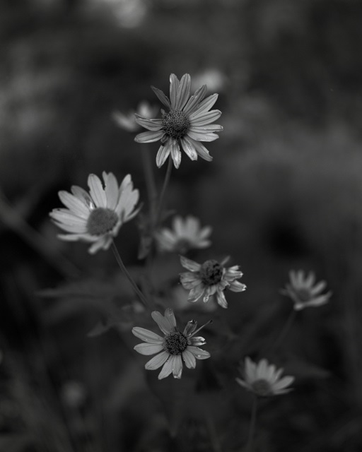 Black Eyed Susans