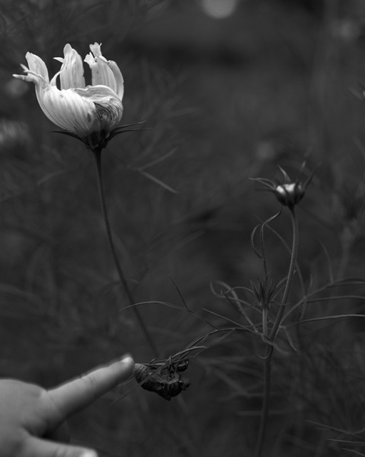 Cicada Summer