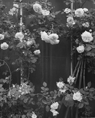 Climbing Roses