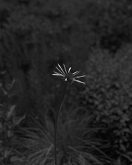 Coneflower I