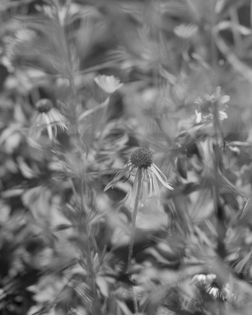 Coneflower II