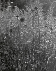 Coneflowers in Autumn