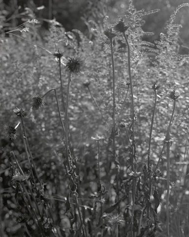 Coneflowers in Autumn