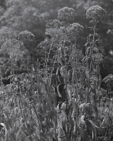 Joe Pye Weed