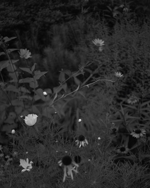 Meadow I