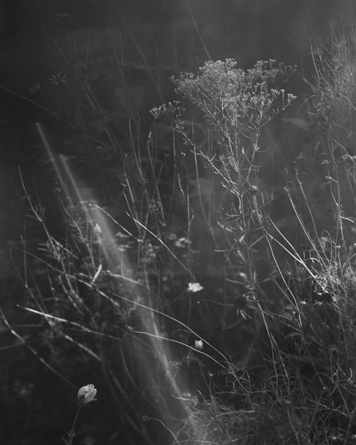 Meadow II