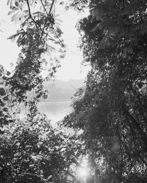 Through the Trees I