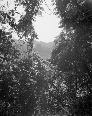 Through the Trees II