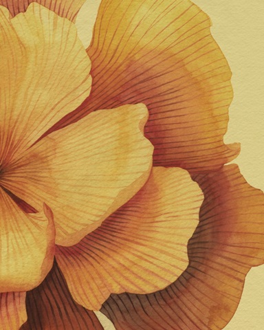 Sunset Petals II