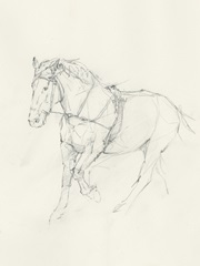 Bridled Horse Running Sketch II