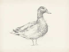 Antique Duck Sketch I