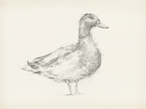 Antique Duck Sketch I