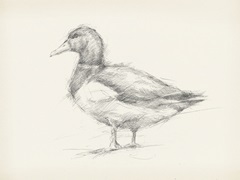 Antique Duck Sketch II