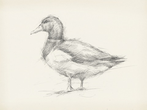 Antique Duck Sketch II