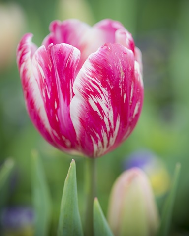 Pink Tulip Blossoms I