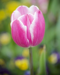 Pink Tulip Blossoms II