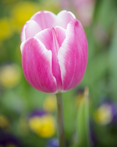 Pink Tulip Blossoms II